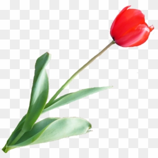 Red Tulip Photo Redtulip - Artificial Flower Clipart