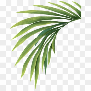 The Coachella Valley Music & Arts Festival Is Committed - Palm Tree Leaf Transparent Clipart