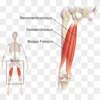 The Hamstring Group Of Muscles Of The Posterior Thigh - Muscles Used When Bending Knees Clipart