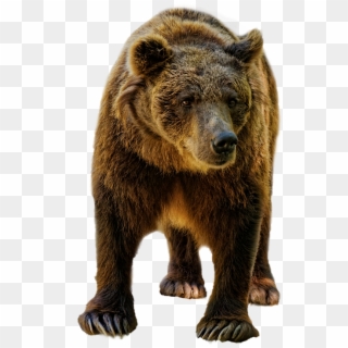 Urso, Brown, Selvagem, Vida Selvagem, Animal, Mamífero - Bear Clipart