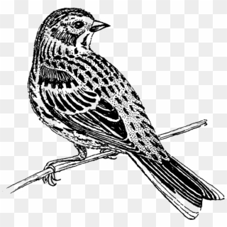 Vesper Sparrow Png Image - Emberizidae Clipart