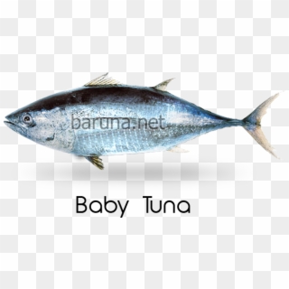Science Name - Atlantic Bluefin Tuna Clipart