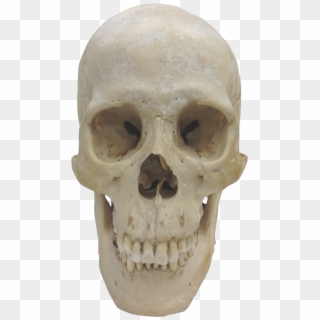 Museum Of Primatology - Homo Sapiens Skull Png Clipart