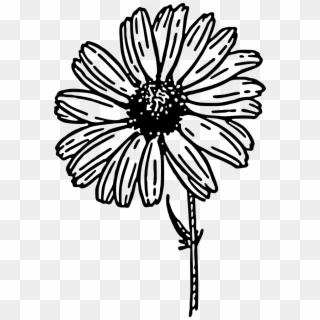 Daisy Pin It To Win It - Daisy Flower Clipart Black And White - Png Download