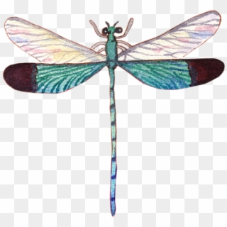 600 X 600 5 - Net-winged Insects Clipart