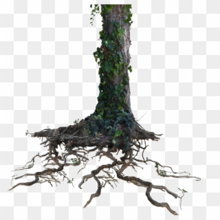 Tree Trunk Png Clipart