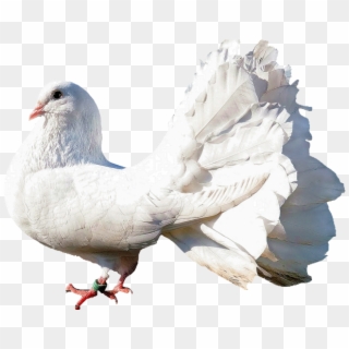 Pigeon Png Transparent Images - Dove Images In Png Clipart