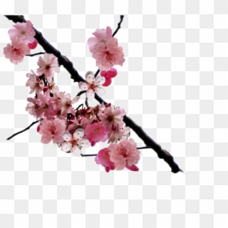 Cherry Blossom Branch Png By - Cherry Blossom Branch Png Clipart