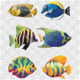 Download Tropical Fish Drawings Clipart Angelfish Koi - Png Download