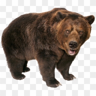 Grizzly Bear Standing - Transparent Background Bear Clipart - Png Download