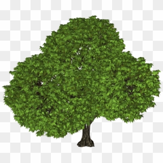 Walnut Tree Png Clipart