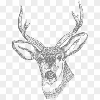 Deer Pencil Curtain Free - Deer Skull Tattoo Design Clipart