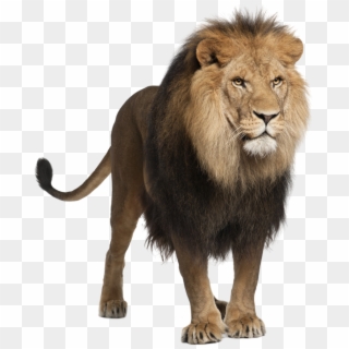 Download Png File - Lion Stock Clipart