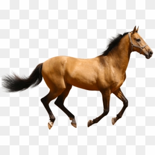Horse Running Brown Sideview - Horse Png Clipart