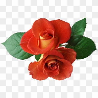 Gallery Dozen Roses Clip Art - Orange Rose Flower Png Transparent Png