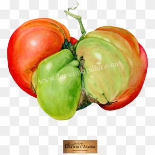 Mugly Tomato No Bg W Logo And Watermark Clipart