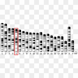 Mouse Chromosome Clipart