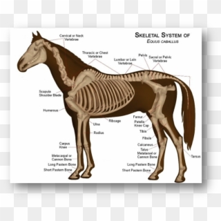The Definition Of Wither , To Wither Is To Shrivel - Horse Anatomy Clipart