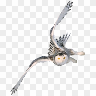 Flying-owl - Flying Owl Transparent Clipart