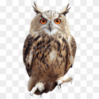 Free Png Download Owl Front Png Images Background Png - All Harry Potter Owls Clipart