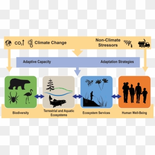 Ecosystems, Ecosystem Services, And Biodiversity - Silhouette Ecosystem Clipart