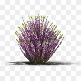 View In My Picture - English Lavender Clipart