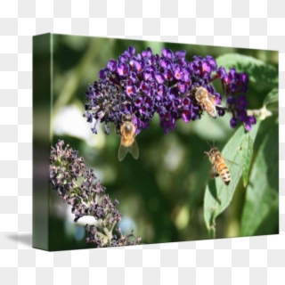 Butterfly Bush Png Transparent Background - Buddleia Clipart
