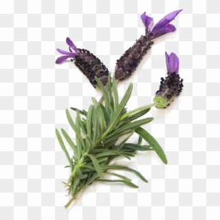 Buy Now - French Lavender Clipart