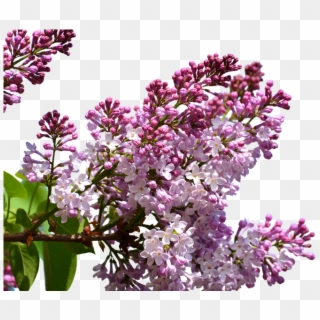 Lilac, Isolated, Flowers, Floral Decorations, Plant - Png Люляк Clipart