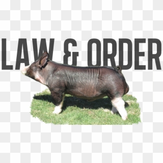 Law & Order - Domestic Pig Clipart