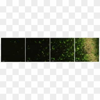 Fluorescence Microscopy Results - Chlorophyta Clipart