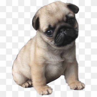 #pug #puglife #pugsofpicsart - Cutest Puppy In The World Clipart