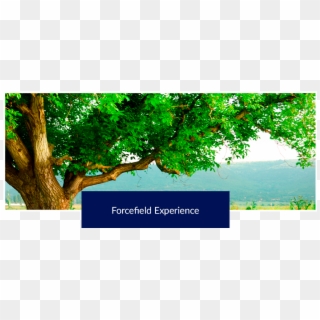 » Forcefield Experience - Fleur De Coquelicot Provence Clipart