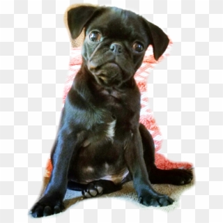 Blackpug Sticker - Companion Dog Clipart