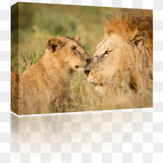 Serengeti , Png Download - Mannetjes Leeuw Met Welp Clipart