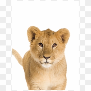 Lion Cub In White Background Clipart