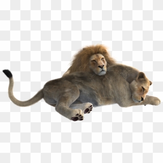 Lion, Pair, Predator, Cat, Big Cat, Wildcat, Together - Lion Male And Female Png Clipart