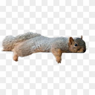 Squirrel Laying Down [1209 × 434] - Squirrel Transparent Clipart