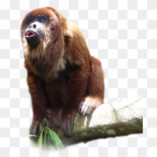 Species Fact File - Howler Monkey Clipart