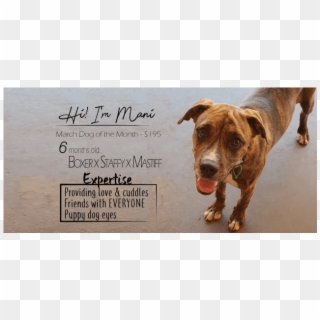 Donate To Petrescue - Pit Bull Clipart