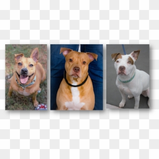 April 27, Adoption Fair - American Pit Bull Terrier Clipart