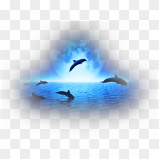#dolphin #water #sea #animals #jumping #wild #swiming - Porpoise Clipart