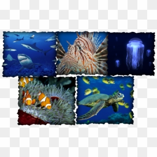 Above Are Pictures Of Sea Animals Off Of Google - Green Sea Turtle Clipart