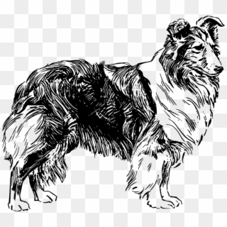 Dog Shetland Sheepdog Pet Animal Purebred Collie - Drawing Of A Sheep Dog Clipart