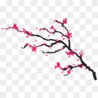 Cherry Blossom Drawing Png Clipart