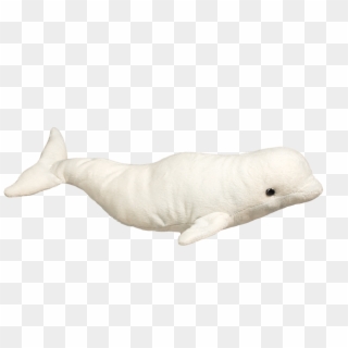 Beluga Whale Png - Beluga Whale Clipart