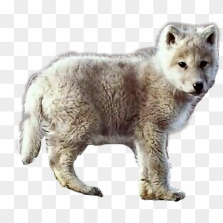 #baby #wolf #animal #wild #wildlife - White Fang As A Cub Clipart