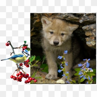 Обсуждение На Liveinternet - Schattige Wolf Pup Clipart