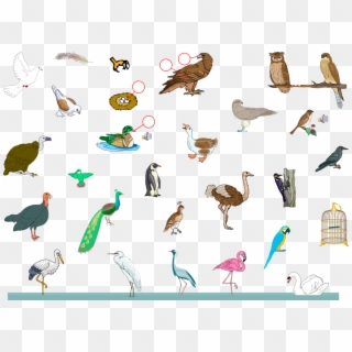 Free Birds - Vocabulary Animal Bird Clipart