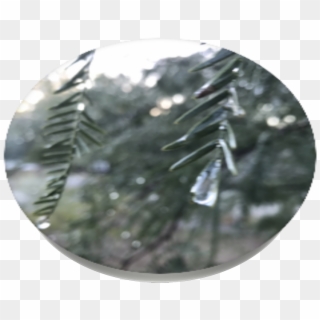 Rainy Tree, Popsockets - Christmas Tree Clipart